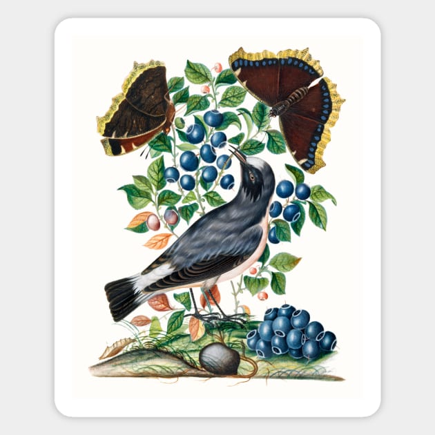 Northern Wheatear, Bilberry and Camberwell Beauty and Pupa Magnet by WAITE-SMITH VINTAGE ART